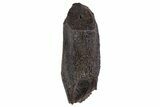 Fossil Hadrosaur (Edmontosaurus) Tooth - Montana #340953-1